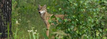 Plan loup : Philippe FOLLIOT pose une Question Ecrite et signe un Tribune