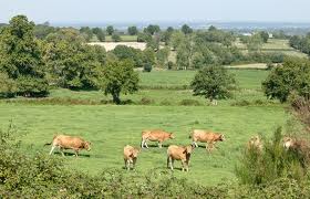 Elevage : le ministre de l’agriculture Didier GUILLAUME apporte des précisions sur les aides européennes à la filière veau