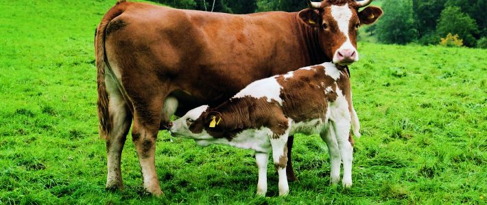Le sénateur interroge le Ministre de l&rsquo;Agriculture sur les moyens mis en œuvre pour les éleveurs bovins
