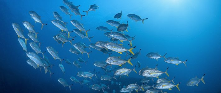 Mission d&rsquo;information « Fonds Marins » : questionnements sur la gestion potentielle et réelle de nos ressources