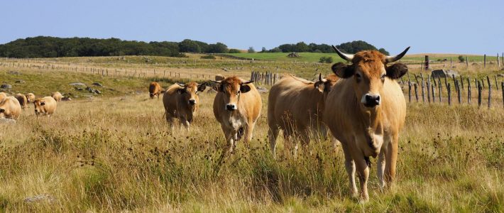 Quels moyens mis en oeuvre pour les éleveurs bovins face aux attaques de rapaces ? Le Sénateur interroge le ministre de l&rsquo;agriculture