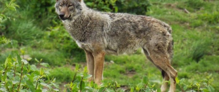 Enfin! La publication de l&rsquo;arrêté « loups » :  le sénateur rappelle que la présence des prédateurs n&rsquo;est pas compatible avec l&rsquo;élevage