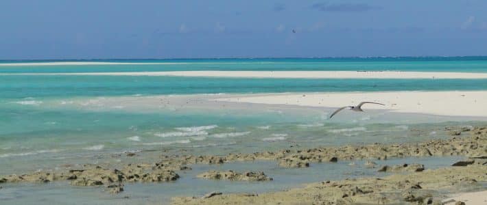 Quelle protection effective pour nos aires marines protégées ? Le sénateur tarnais interroge le Ministre de l’Écologie Quelle protection effective pour nos aires marines protégées ? Le sénateur tarnais interroge le Ministre de l’Écologie