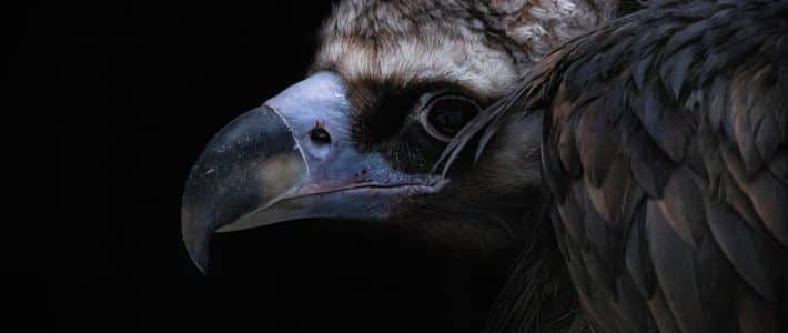 Réponse de la ministre de l&rsquo;agriculture sur les moyens mis en œuvre par rapport aux attaques de rapaces sur les troupeaux