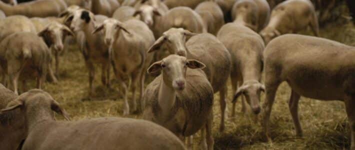 Un sujet crucial : le mal-être en agriculture au cœur des débats avec le sénateur au déjeuner de la Chambre d&rsquo;agriculture du Tarn